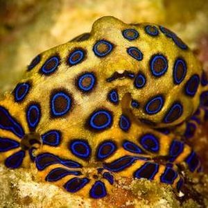 Meet your Posher, Hapalochlaena